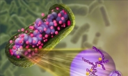 박테리아 DNA, 천배 작은 세포 들어가는 원리 규명