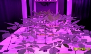 식물공장서 LED로 인삼 재배, 경남농업기술원 식물공장연구팀 최적광량 구현