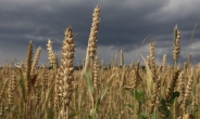 빵값 오르려나…美 중서부 폭우로 밀 가격 폭등