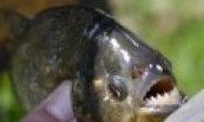‘아마존 식인물고기’ 강원도 저수지서 발견 “어쩌나”