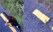 로드킬 고양이 몸 위에 도로 표시선…‘두번 죽이는 행위’