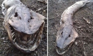 네시의 나라 영국…호수서 괴생물체 발견 화제