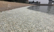 톈진 앞바다에 떠오른 수십만 마리 물고기…독극물 이미 바다로 유출
