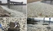 텐진 폭발사고 후 ‘화학거품 비’ 이어 ‘물고기 떼죽음’