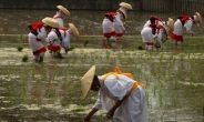 고령화의 日…‘쌀’이 위험하다