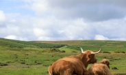 英서 가장 위험한 동물은 ‘소’…15년간 74명 숨져