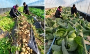 겨울 감자 나왔다…‘여름 작물’ 통념 깨는 과학영농 성공