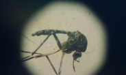 [지카 비상사태] 지구 최악의 살인마 ‘모기’…한 해 75만명 사망