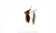 [지카 비상사태] 일본뇌염ㆍ말라리아ㆍ소두증…모기매개 신종질병 급증