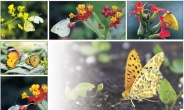 [포토에세이] 봄 향기, 나빌레라…나비, 꽃일레라