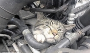 “엔진룸에 고양이 있는 줄 몰랐다”…32km 질주하고도 생존 ‘대단’