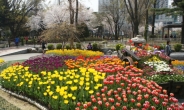 영등포구, 튤립 등 14만본 봄꽃 식재