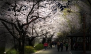 [동대문구] 드디어 봄! 벚꽃길 새옷 입는다
