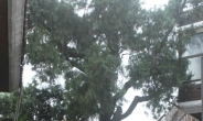 “500살 측백나무 살리자” 다세대 2채 매입 철거