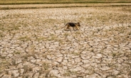 이례적으로 건조한 날씨 탓에 인도 농부 자살 잇따라…110일 동안 320명 자살