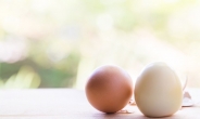60g의 기적…계란 노른자, 암예방 한다