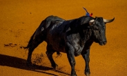 스페인 투우사 소뿔에 사망… 31년만에 사망 사고