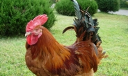 ‘닭 사진 금지법’ 발의