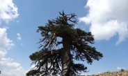 비잔틴제국 흥망성쇠 지켜본 ‘1075살’ 나무