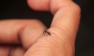‘지카ㆍ말라리아’ 옮기는 모기, 왜 박멸하지 못할까?