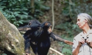 제인 구달 “트럼프 행동, 수컷 침팬지와 똑같다”