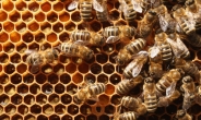 ‘위기의 꿀벌’… 미국서 처음으로 멸종위기종 지정