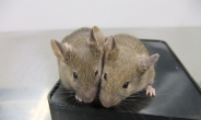 실험실에서 만든 난자로 ‘인공 쥐’ 탄생