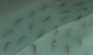 日 아이스링크, 물고기 수천마리 얼린 엽기 얼음판 논란