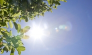 햇빛의 새로운 발견…‘인체 면역력 직접 강화’ 입증했다