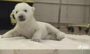 ‘갈 곳 없는’ 북극곰, 이젠 독극물 위험까지…