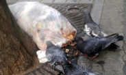 광주 도심 비둘기 폐사체 7마리 신고…AI 검사