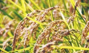 “쌀 소비를 늘려라” 日정부 안간힘
