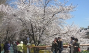 “꽃길 찾아오세요”…강남구 ‘양재천 벚꽃축제’