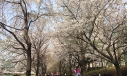 석촌호수 870만 vs 여의도 560만…벚꽃축제‘희비’
