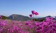 참 좋은날, 꽃길만 걷자!…‘제21회 비슬산 참꽃 문화제’ 22일 개막