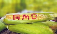 1인당 소비 40㎏…‘GMO 완전표시제’도 뜨거운 감자로