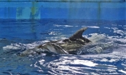 울산 장생포 고래생태체험관에서 ‘아기 돌고래’ 출산