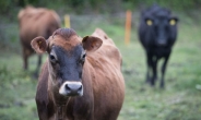 중국, 미국산 쇠고기 수입 재개…14년만