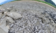 [헤럴드포토] 가뭄이 만든  ‘물고기의 무덤’