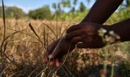 중국은 왜 전세계 ‘씨앗’을 싹쓸이하나