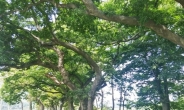 산림청, 올해 전통 마을숲 26개소 복원…산림문화자산으로 육성