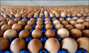간ㆍ신장에 치명적…유럽 ‘살충제 계란’ 공포