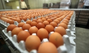 식약처 “피프로닐 아닌 농약, 기준치 이하면 계란 유통”