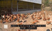살충제 계란 파동 속 다시 주목받는 ‘동물복지농장’