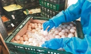 ‘살충제 계란’ 일파만파…대만산에서도 피프로닐 검출