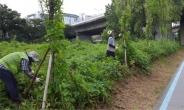서울시, 한강수변 식물계의 황소개구리 없앤다