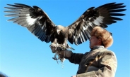 [세상은 지금]키르기스스탄 ‘독수리 사냥 축제’