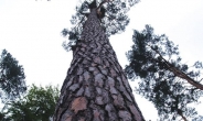 산림과학원, ‘소나무 수종 식별 DNA 분석기술’ 개발···소나무 목재 ‘수종 속임’ 막는다