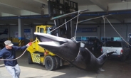 그물에 걸려 죽은 밍크고래…6000만원에 팔려
