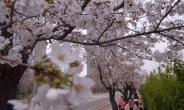 [포토뉴스] 벚꽃담는 시민들